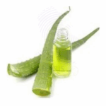 Aloe Vera oil Amaris Chemicals