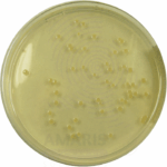 Nutrient Agar Amaris Chemicals
