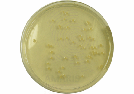 Nutrient Agar Amaris Chemicals