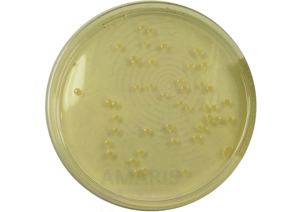 Nutrient Agar Amaris Chemicals Nutrient Agar Amaris Chemicals