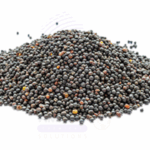 RAPESEED Amaris Chemicals